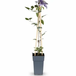 Clematis Multi Blue - Blå - Kruka Ø15 cm - Höjd ca 65 cm