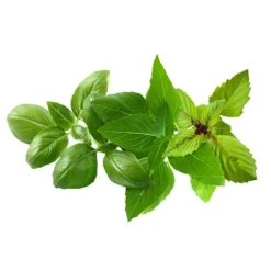 Click & Grow - Smart Garden Refill 9-pack Basil Variety Mix