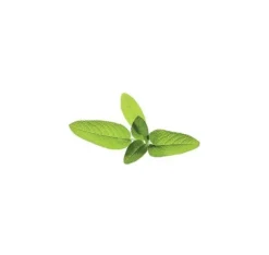 Click & Grow Smart Garden refill Sage 3st