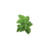 Click & Grow Smart Garden refill Dwarf Basil 3st