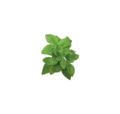 Click & Grow Smart Garden refill Dwarf Basil 3st