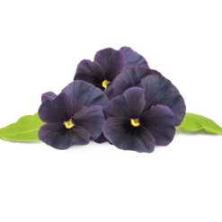 Click & Grow Smart Garden Refill 3-pack Svart pensé