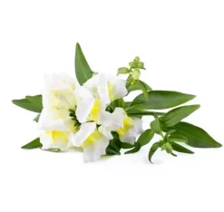 Click & Grow Smart Refill White Snapdragon 3st