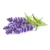Click and Grow - Smart Garden Refill 3-pack - Lavender (SG-009)