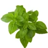 Click and Grow - Smart Garden Refill 3-pack - Dwarf Basil (SGR21X3)