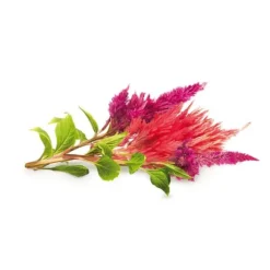 Click and Grow - Smart Garden Refill 3-pack Cockscomb