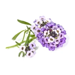 Click and Grow - Smart Garden Refill 3-pack Sweet Alyssum