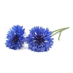 Click and Grow - Smart Garden Refill 3-pack Cornflower