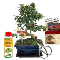 Coffret Bonsaï Bonsaï "Carmona" - Fukientee - ca. 8 år - nybörjarsats