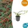 Couvre-sol - Cotoneaster dammeri - Cotoneaster nain - Kruka på 9 cm - Set med 60 växter