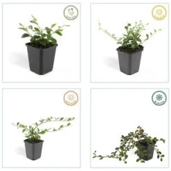 Couvre-sol - Cotoneaster dammeri - Cotoneaster nain - Kruka på 9 cm - Set med 60 växter
