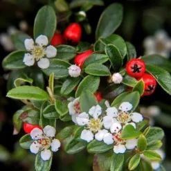 Couvre-sol - Cotoneaster dammeri - Cotoneaster nain - Kruka på 9 cm - Set med 60 växter