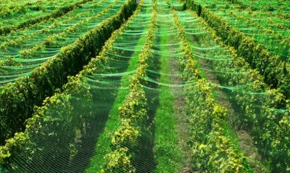 Dammnät 22 m x 12 m Lövnät Silonät Lövskyddsnät Fågelskyddsnät Dammskydd