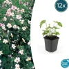 Dekorativ buske - Höstanemon - Anemone tomentosa 'Robustissima' - kruka 9cm - Set med 12 växter
