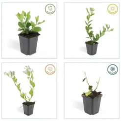 Dekorativ buske - Vildaster - Aster ageratioides 'Asran' - 9 cm kruka - Set med 40 plantor