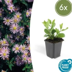 Dekorativ buske - Vildaster - Aster ageratioides 'Asran' - 9cm kruka - Set med 6 växter