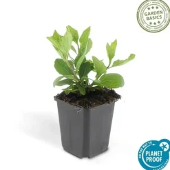 Dekorativ buske - Vildaster - Aster ageratioides 'Asran' - 9cm kruka - Set med 6 växter