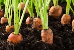 DOLOMIT Kalcium-Magnesium Gödselpulver 10 kg BIOVITA