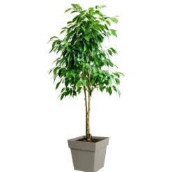 Eda Tuscan Square Flower Pot - 39 x 39 x H 39 cm - 38 l - Taupe