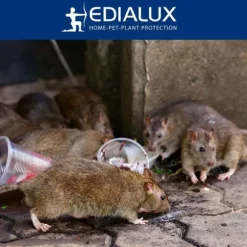 Edialux Rått- och musefälla snap pack fördelaktig - 2+1 gratis återanvändbara fällor i robust plast och galvaniserat metall