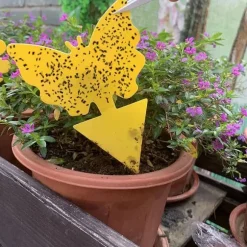 Effektiva flugfångare med klister - 100 pack