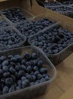 Emerald Complex flerkomponent vårgödsel för blåbär 1,75 kg