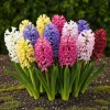Exotisk hjärta blomlökar - Hyacint blandade färger (10 stycken) diameter 14-15cm