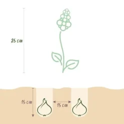 Exotisk hjärta blomlökar - Hyacint blandade färger (10 stycken) diameter 14-15cm