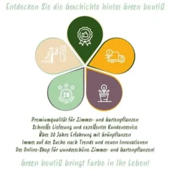 Exotisk hjärta blomlökar - Hyacint blandade färger (10 stycken) diameter 14-15cm