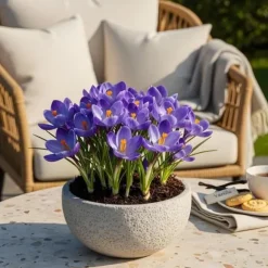 Exotisk hjärta blomstyr - Krokus Blå (30 stycken) diameter 7-8cm