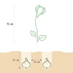 Exotisk hjärta blomstyr - Krokus Blå (30 stycken) diameter 7-8cm