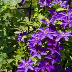 Exotisk hjärta Klätterväxter - Clematis The President - Set med 2 - Kruka 11cm