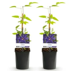 Exotisk hjärta Klätterväxter - Clematis The President - Set med 2 - Kruka 11cm