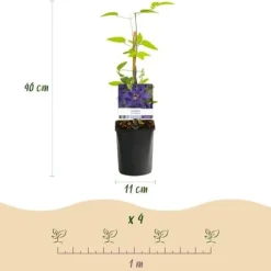 Exotisk hjärta Klätterväxter - Clematis The President - Set med 2 - Kruka 11cm