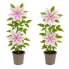 Exotisk hjärta klättrande växter - Clematis Nelly Moser - Set om 2 - kruka 11cm