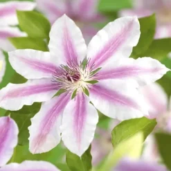 Exotisk hjärta klättrande växter - Clematis Nelly Moser - Set om 2 - kruka 11cm