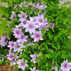 Exotisk hjärta klättrande växter - Clematis Nelly Moser - Set om 2 - kruka 11cm