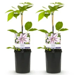 Exotisk hjärta klättrande växter - Clematis Nelly Moser - Set om 2 - kruka 11cm