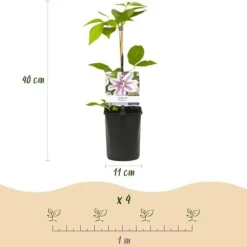 Exotisk hjärta klättrande växter - Clematis Nelly Moser - Set om 2 - kruka 11cm