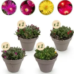 Exotisk hjärtan marktäckare - Delosperma Mix - rustik - Set om 8 - kruka på 14 cm