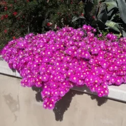 Exotisk hjärtan marktäckare - Delosperma Mix - rustik - Set om 8 - kruka på 14 cm