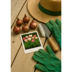 Exotiska blomsterlökar - Tulpaner Tulipa Hemisphere-Mix (12 styck) diameter 11-12cm