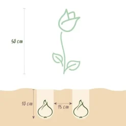 Exotiska blomsterlökar - Tulpaner Tulipa Hemisphere-Mix (12 styck) diameter 11-12cm