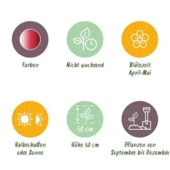 Exotiska blomsterlökar - Tulpaner Tulipa Hemisphere-Mix (12 styck) diameter 11-12cm