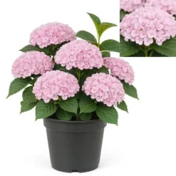 Exotiskt hjärta - Hortensia - Hydrangea Magical Revolution Pink - 6-10 blommor - kruka 23cm