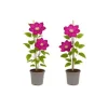 Exotiskt hjärta - Klätterväxter - Clematis Ville de Lyon - Set om 2 - kruka 11cm