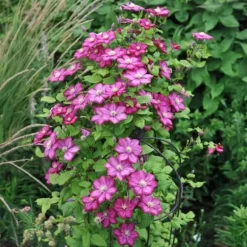 Exotiskt hjärta - Klätterväxter - Clematis Ville de Lyon - Set om 2 - kruka 11cm