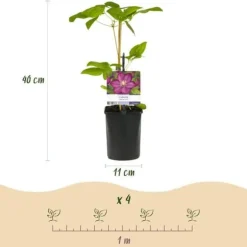 Exotiskt hjärta - Klätterväxter - Clematis Ville de Lyon - Set om 2 - kruka 11cm