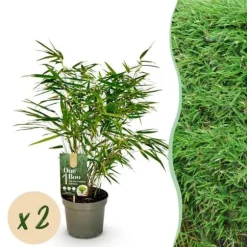 Exotiskt Hjärta Bambus - Fargesia rufa - Grön - Set med 2 krukor 17cm Höjd 60cm