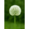 Exotiskt hjärta blomlökar - Prydnadsvitlök Allium White Giant (5 stycken)